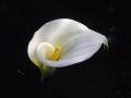 calla lily3